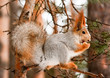 Foto: squirrel squirrel