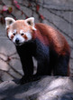 Red Panda