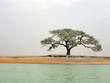Acacia
