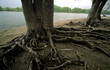 Foto: life roots life roots
