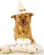 Dog Happy Birthday Dog Happy Birthday