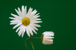 Camomiles