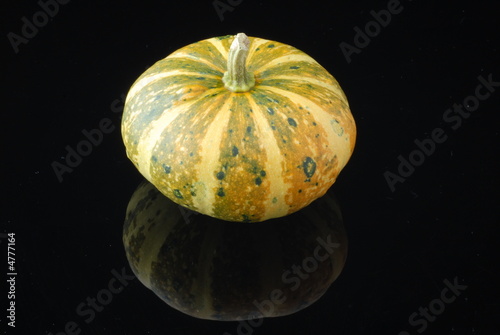 zucca zucca