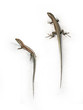 Lizard