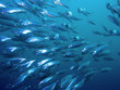 Striped Mackerel Striped Mackerel