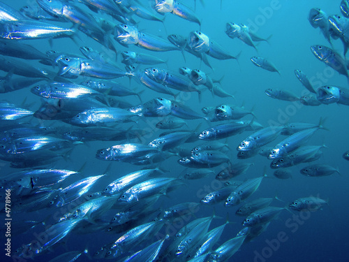 Photo: Striped Mackerel Striped Mackerel