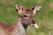 Cute Fawn with leaf in its mouth