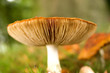 lamellae