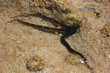 Starfish