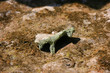 Stone - animal