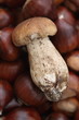 Fungo e castagne, autunno e inverno Fungo e castagne, autunno e inverno