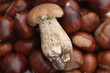 Fungo e castagne, autunno e inverno Fungo e castagne, autunno e inverno