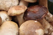 Funghi - Autunno Funghi - Autunno