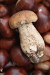 Fungo e castagne, autunno e inverno Fungo e castagne, autunno e inverno
