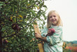 Picking Apples Picking Apples