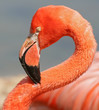 Pink flamingo