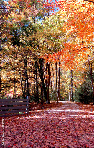 Photo: Autumn trail Autumn trail