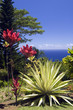 Arboretum and Botanical Garden Overlooking the Pacific Ocean