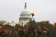Capitol Building Washington D.C.