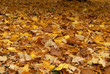 Photo: Maple fall of leaves after rain Maple fall of leaves after rain