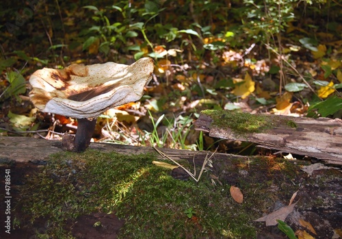 Photo: Mushroom on a log Mushroom on a log