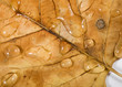fall rain