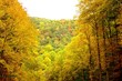 Fall Colors