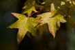 Turning leaves