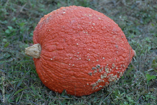 zucca zucca