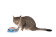 eating cat