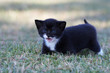 meow