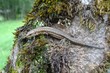 lizard