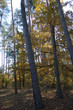 Autumn around us