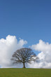 The Oak In Winter