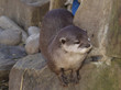 Oriental Small Clawed Otter (Amblonyx Cinereus)