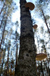 Breacket fungus