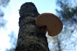 Breacket fungus
