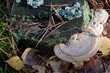 Breacket fungus