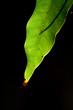 Light of sun on the green leaf