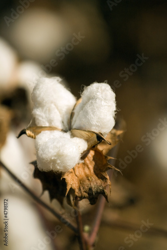 Photo: cotton field cotton field