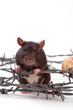 rat
