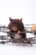 rat