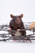 rat