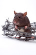 rat