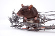 rat