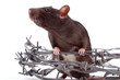 rat