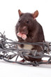 rat
