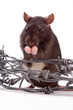 rat