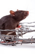 rat