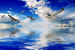Birds Birds